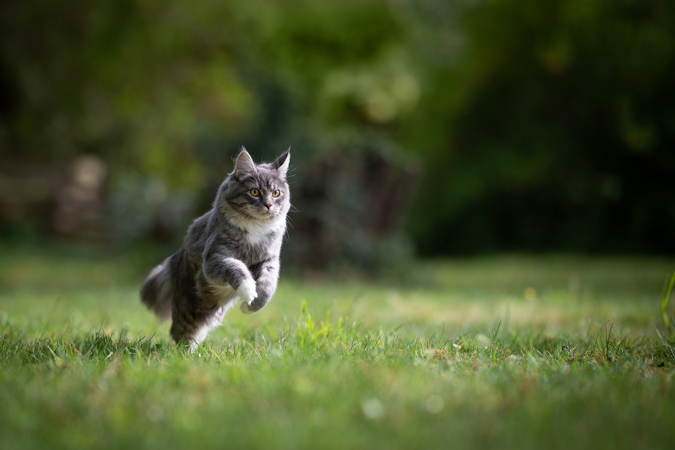 cat jumping used in the cat behavior help blog post, Cats and their place of the scale of predation vs. prey