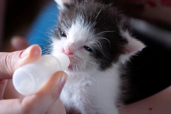 A photo of kitten bottle feeding, Munchiecat worked with Stephen Quandt, a fear-free certified cat behavior consultant, to put together a five-step kitten feeding guide