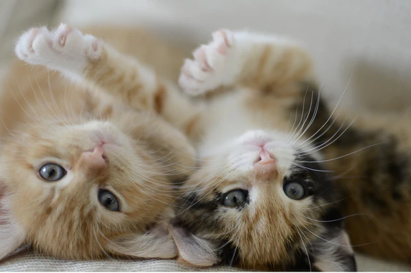cute orange kittens cuddling