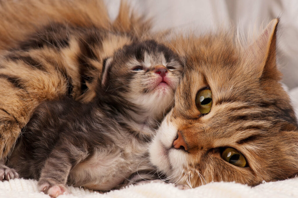 a kitten snuggling with an older feline taken from the cat behavior help blog post called: Are you my mother? Cats and their relationship to us