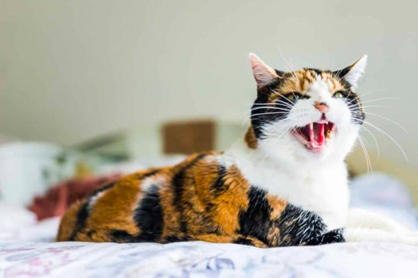 cat hissing photo taken from the cat behavior blog post why do cats hiss