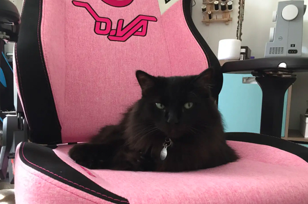 cat in a gamer chair, cat behavior
