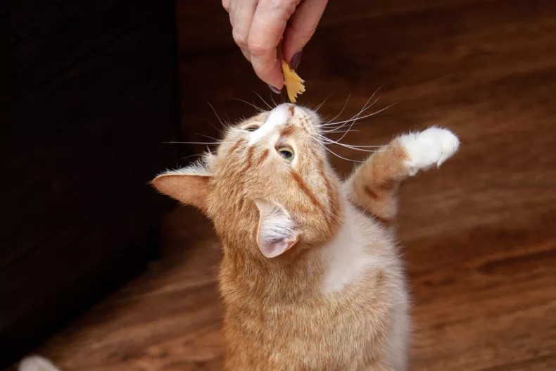 tabby cat receiving food owners hand, cat behavior