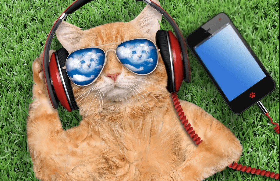 cool cat with sunglasses with headphones
