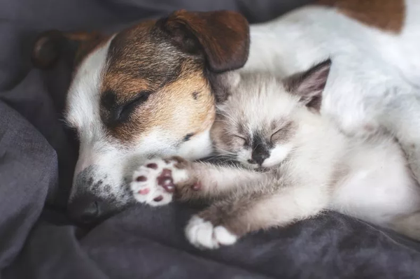 Dog and kitten