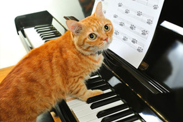 orange cat playing piano