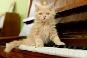 Kitten on piano